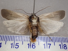 Maroga leptopasta