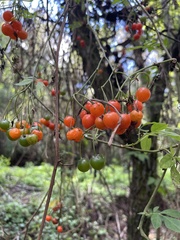 Solanum appendiculatum
