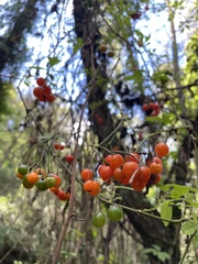 Solanum appendiculatum