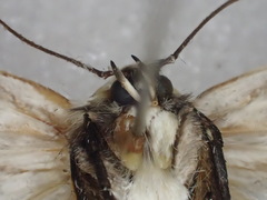 Maroga leptopasta