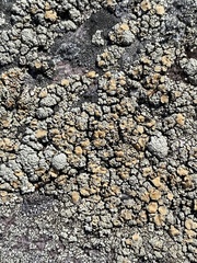 Rhizoplaca subdiscrepans