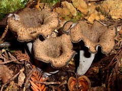 Craterellus cornucopioides