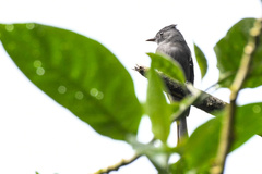 Contopus fumigatus