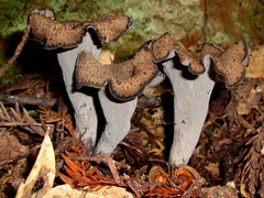Craterellus cornucopioides