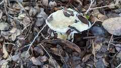 Hypomyces microspermus