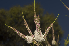 Melaleuca huegelii