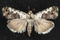 Ponometia phecolisca