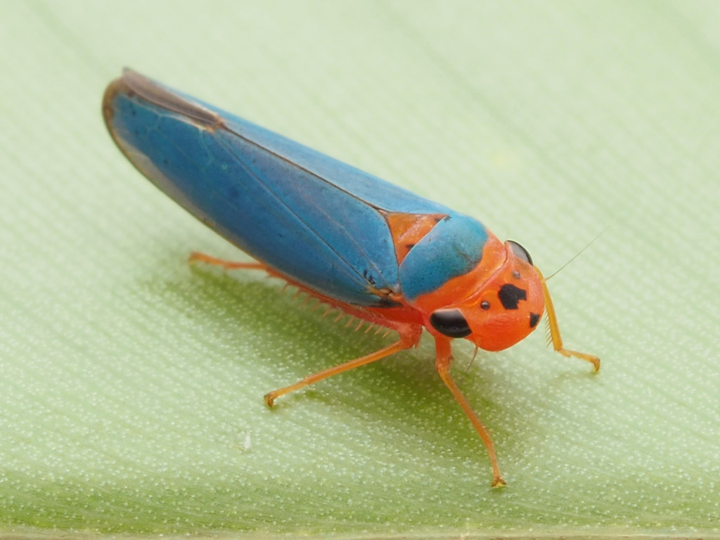 Macunolla ventralis