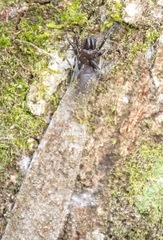 Atypidae