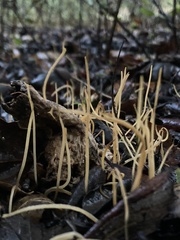 Macrotyphula juncea
