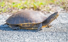 Deirochelys reticularia