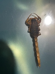 Centruroides ornatus