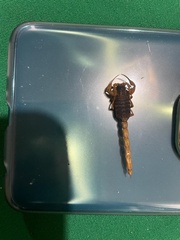 Centruroides ornatus