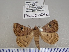 Niguza spiramioides