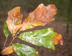 Quercus austrina