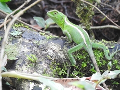 Enyalius iheringii