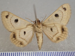 Niguza spiramioides