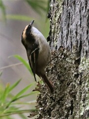 Aphrastura spinicauda