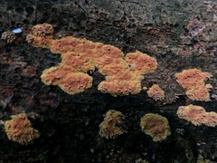 Hyphodiscus incrustatus