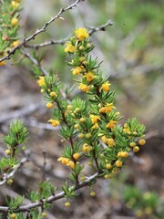 Berberis empetrifolia