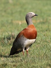 Chloephaga poliocephala