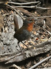 Scelorchilus rubecula