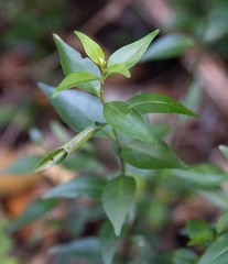 Chiococca alba