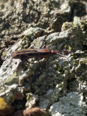 Brentidae