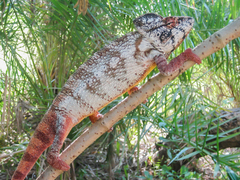 Oustalet's Chameleon photo 1
