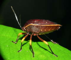 Brachystethus cribrus