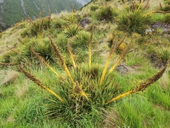Aciphylla