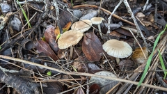 Marasmius albogriseus