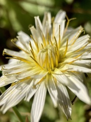 Taraxacum albidum