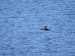 Tachyeres patachonicus