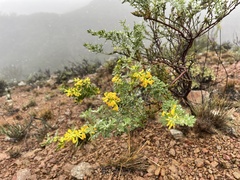 Acmispon dendroideus