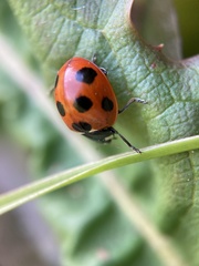 Coccinella septempunctata