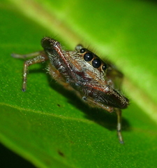 Lurio
