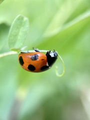 Coccinella septempunctata