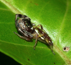 Lurio