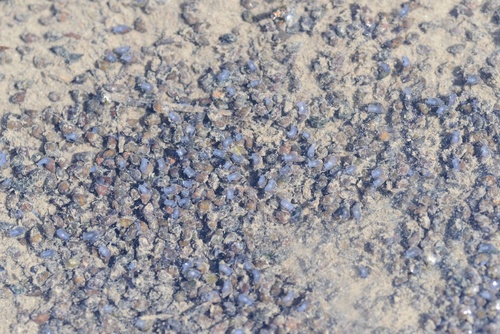 Potamopyrgus estuarinus