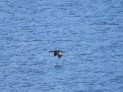 Tachyeres patachonicus