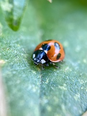 Coccinella septempunctata