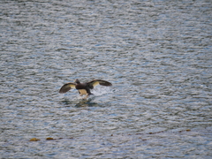 Tachyeres patachonicus