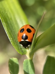 Coccinella septempunctata