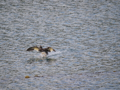 Tachyeres patachonicus