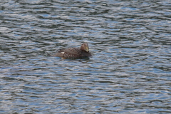 Tachyeres patachonicus