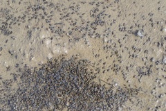 Potamopyrgus estuarinus