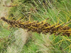 Aciphylla