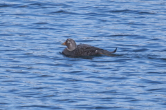 Tachyeres patachonicus