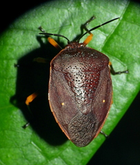 Brachystethus cribrus